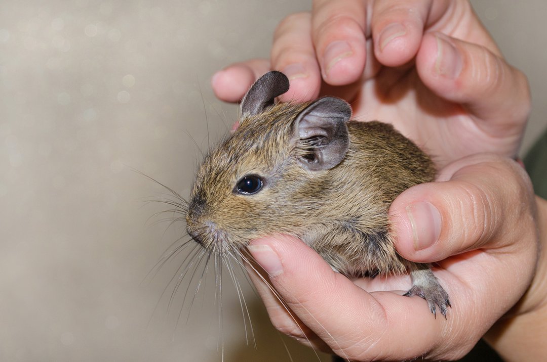 degu-being-held