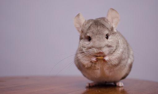 chinchilla-eating