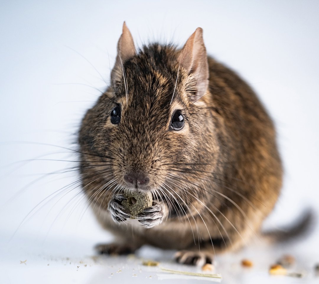 degu-eating-treats