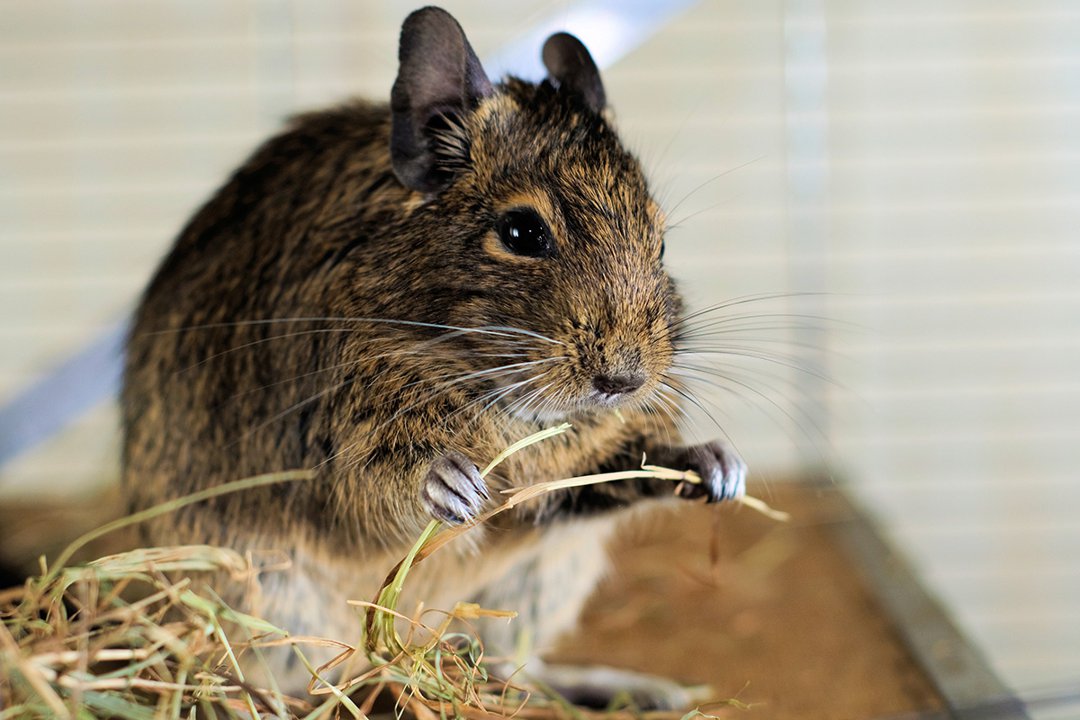 degu-eating-hay-in-cage