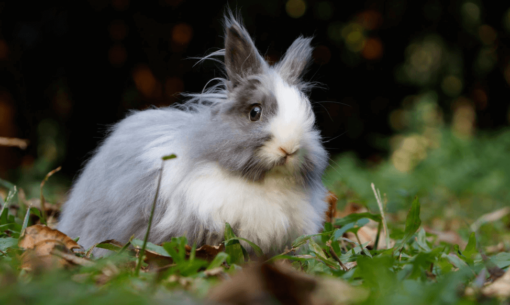 bunny-eye-care-everything-you-need-to-know