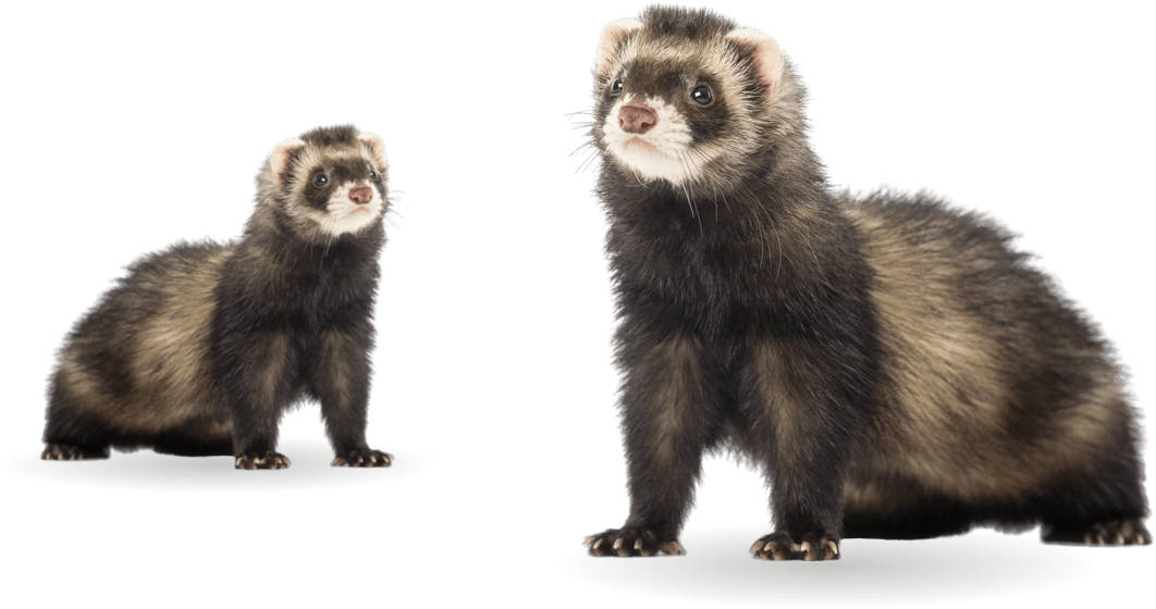ferret-group