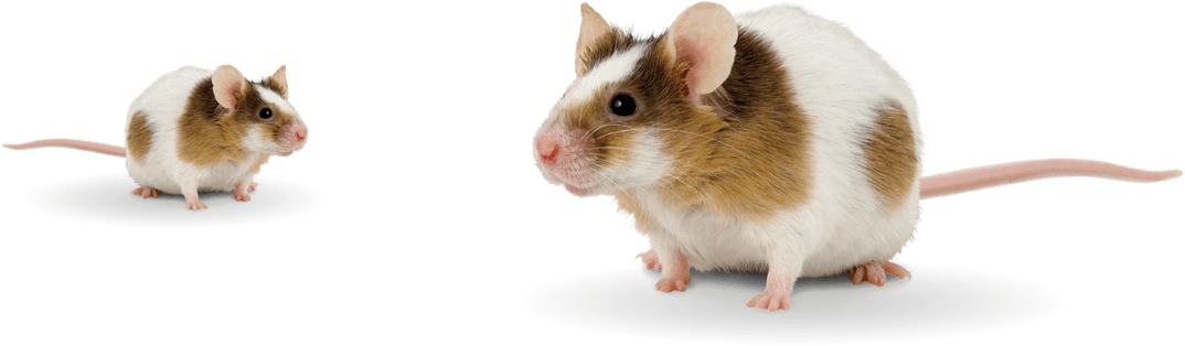 mouse-group