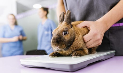Rabbit at the vets