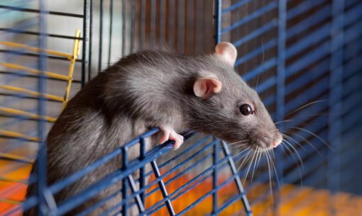 Rat peeping out of cage