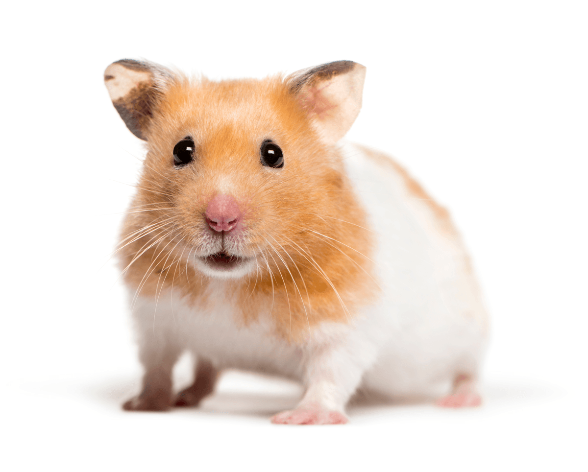 Syrian Hamsters should live alone and never live with other hamsters