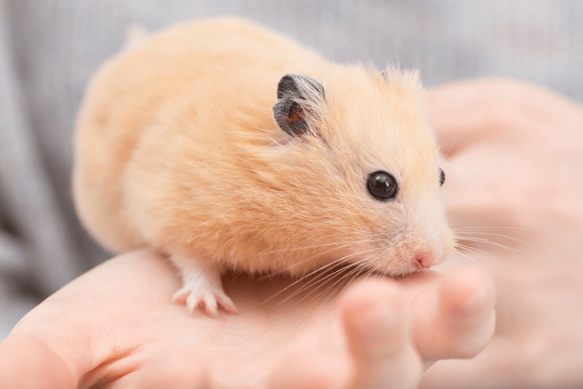 If you ask can hamsters live together, they prefer the company of their owners - this hamster is sitting on their owners' hand