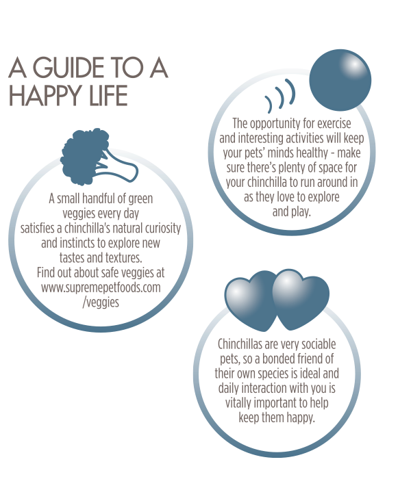 Chinchilla-Happy-Guide