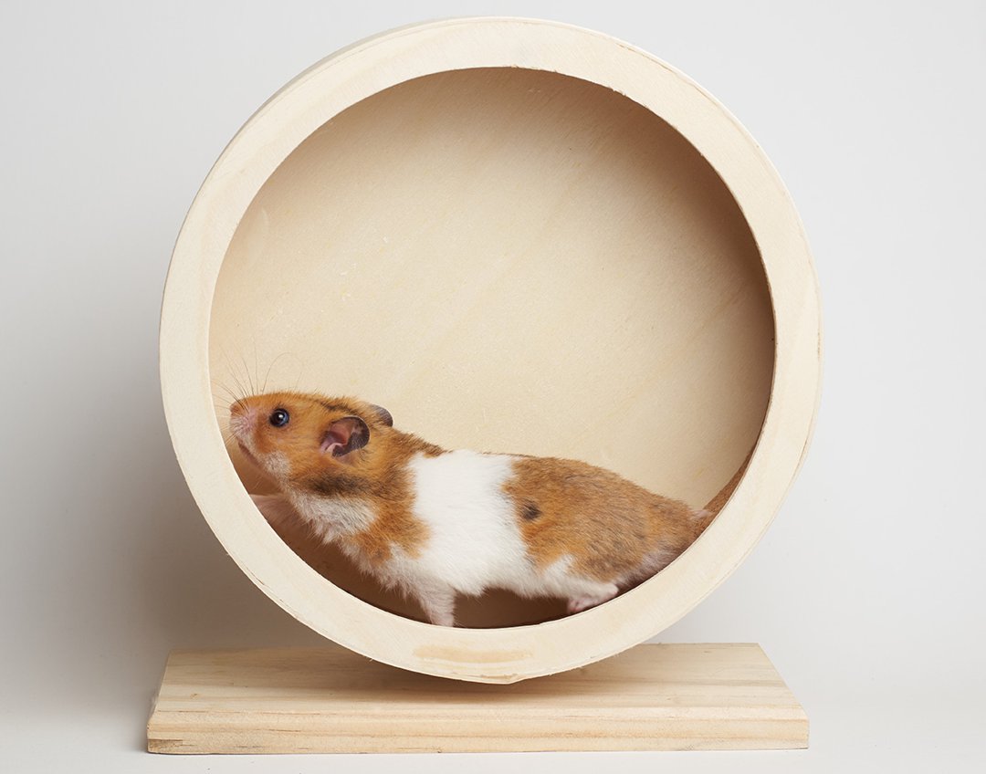 Hamster Wheel