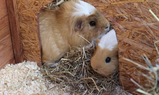 Guinea-Pig-Hutch