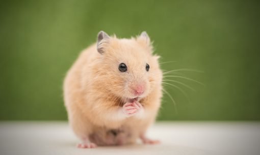 Grooming Hamster