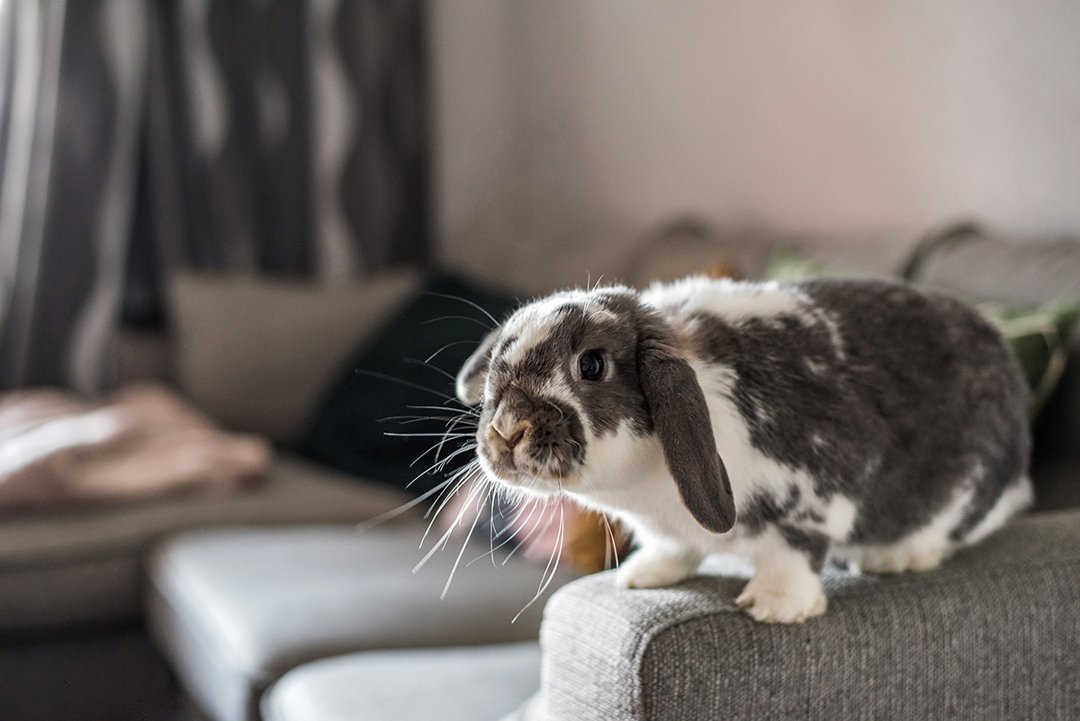 rabbit-