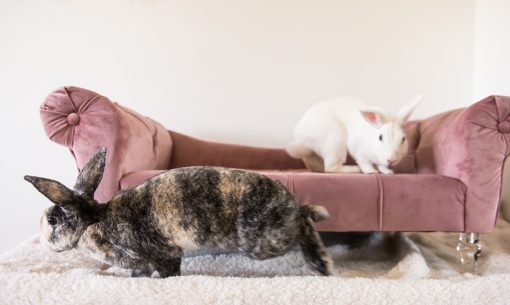 rabbits sofa