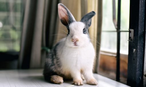 rabbit window