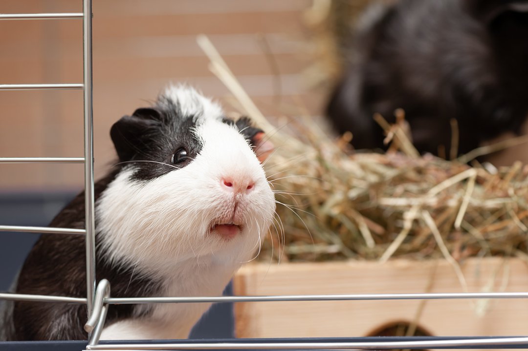 Guinea Pig Hay Hutch