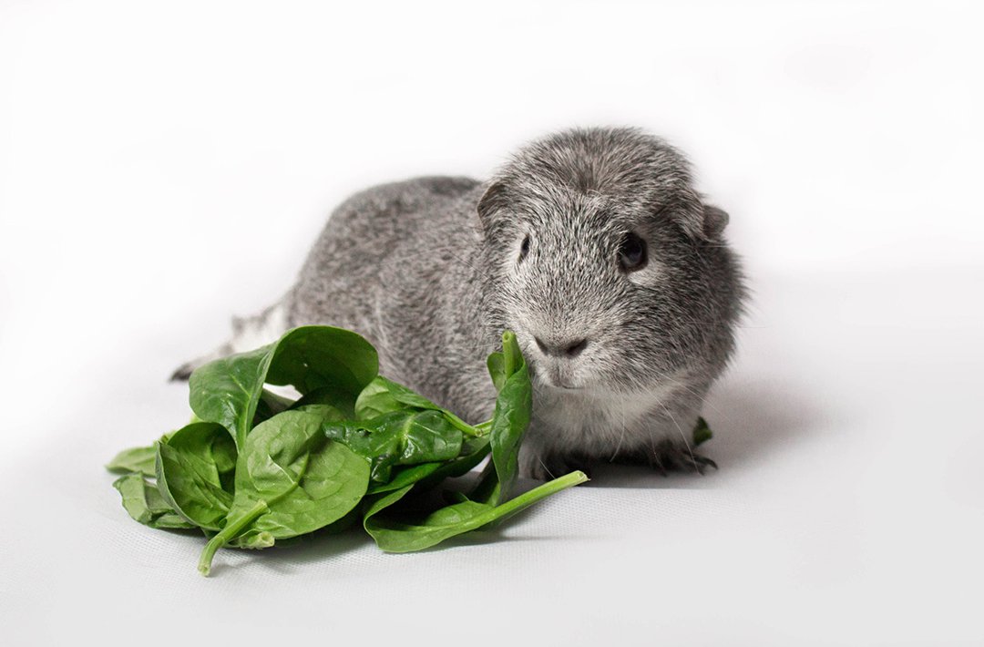 Guinea Pig Food