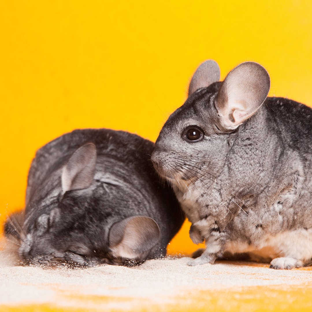 Two Chinchilla Sand Bath
