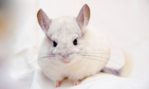 Chinchilla Close Up