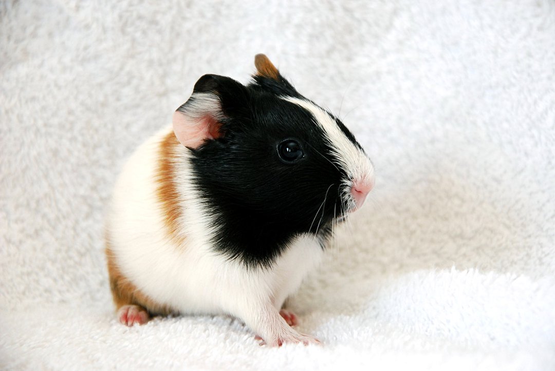 guinea pig towel