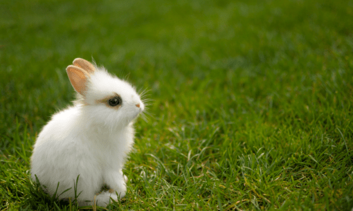baby rabbit