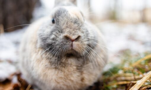 “Close-up of a rabbit’s face outdoors in winter, with whiskers and nose in sharp focus and a blurred snowy background and dry leaves on the ground.”